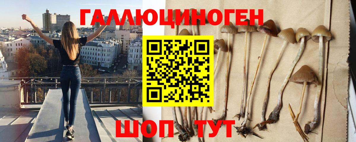 Галлюциногенные грибы Psilocybine cubensis  Вход с VPN  Октябрьский 