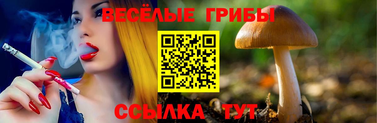 Псилоцибиновые грибы Cubensis Октябрьский